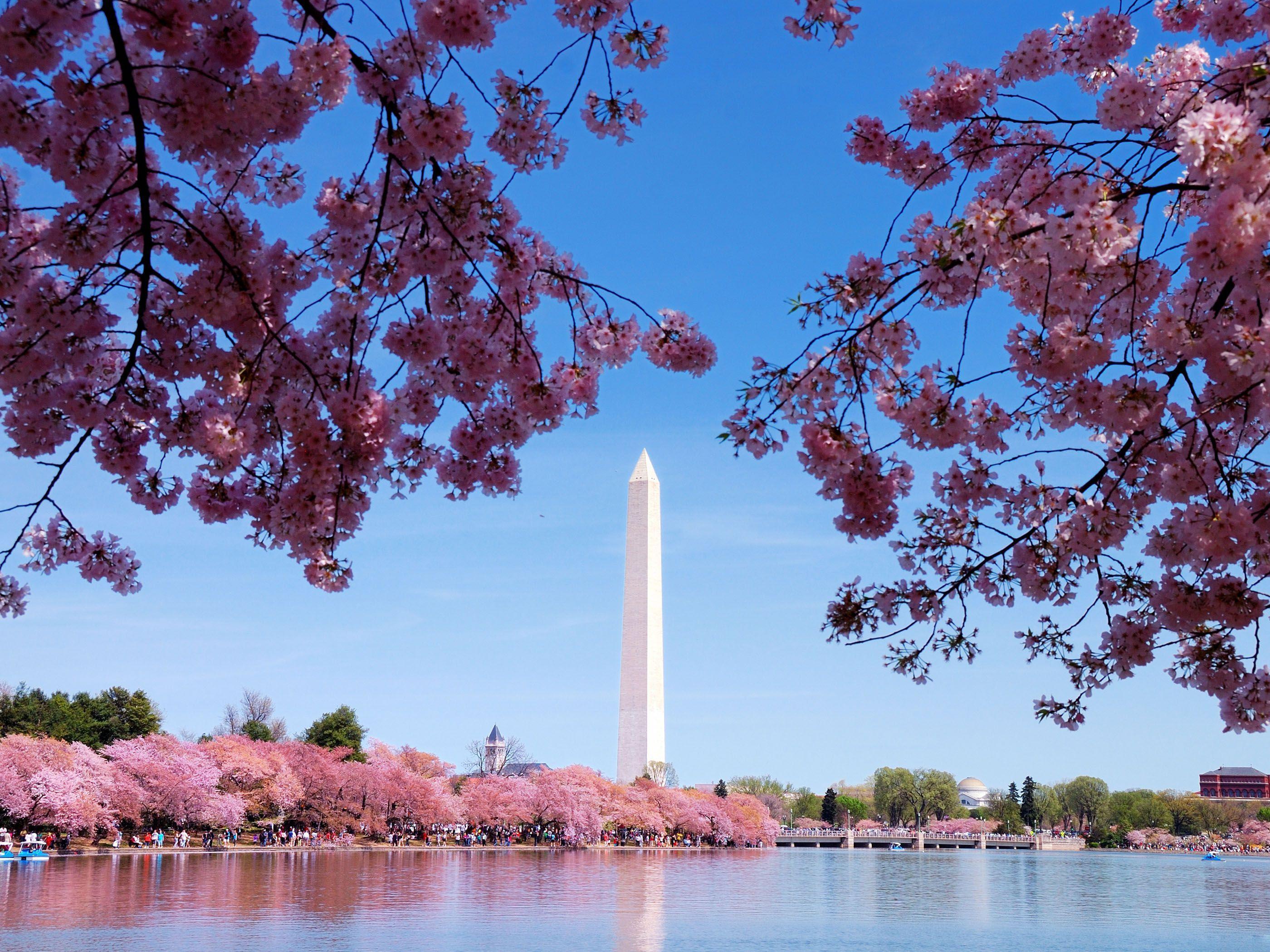 Cherry Blossoms Washington DC Desktop Wallpaper