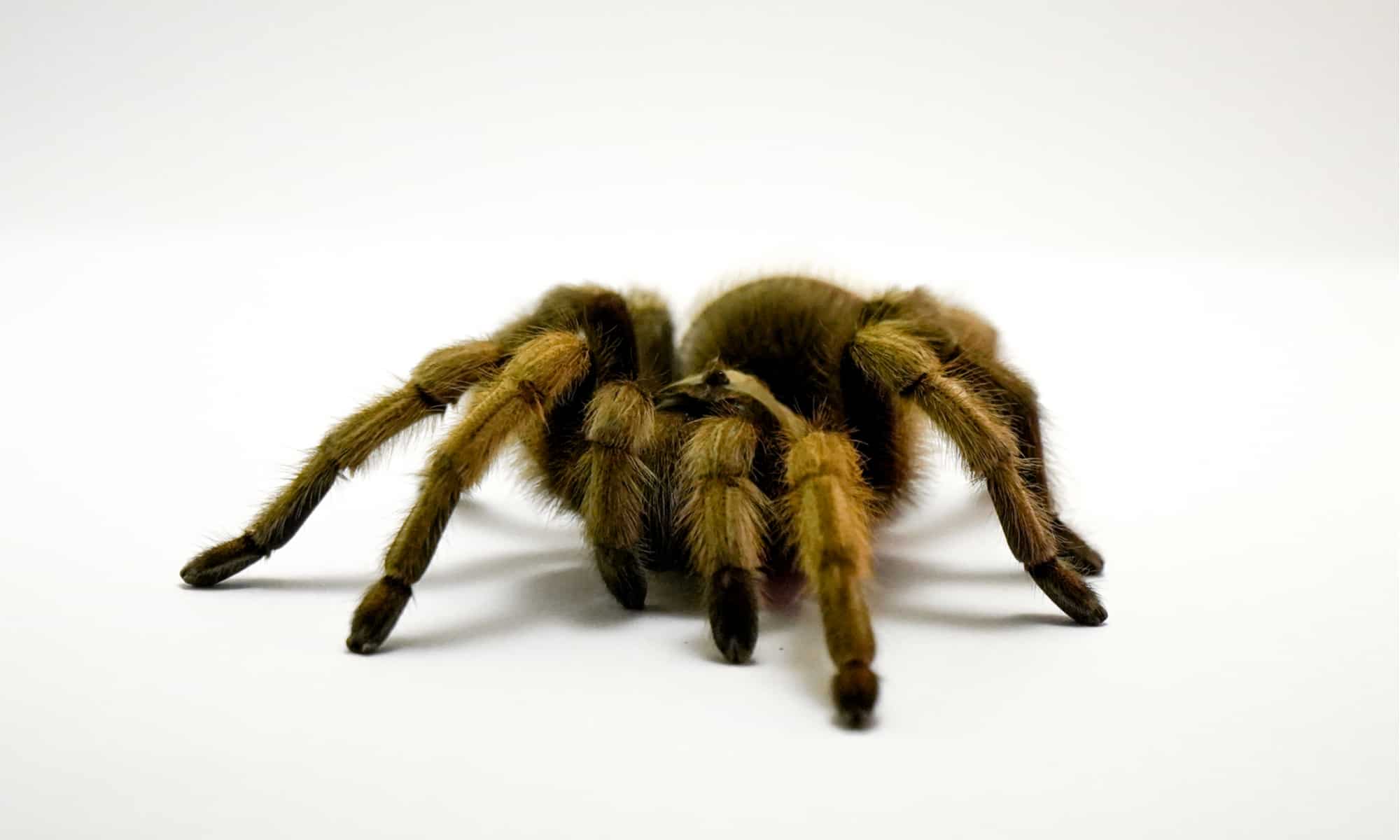Arizona Blonde Tarantula Picture