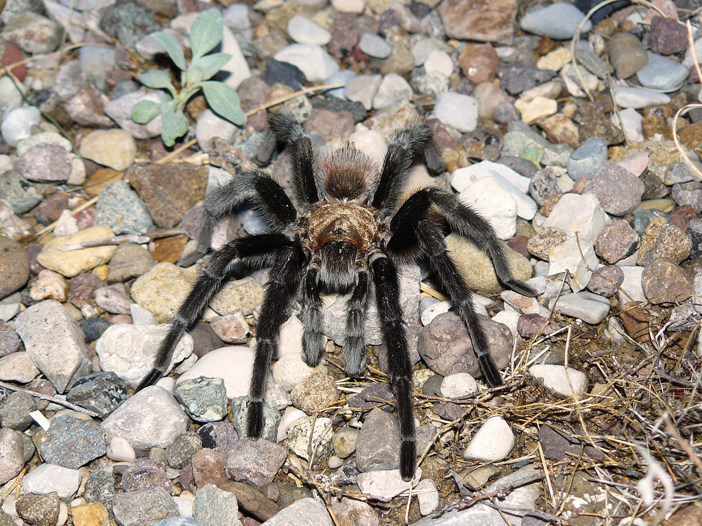 Desert Blonde Tarantula (Aphonopelma chalcodes). A large ma