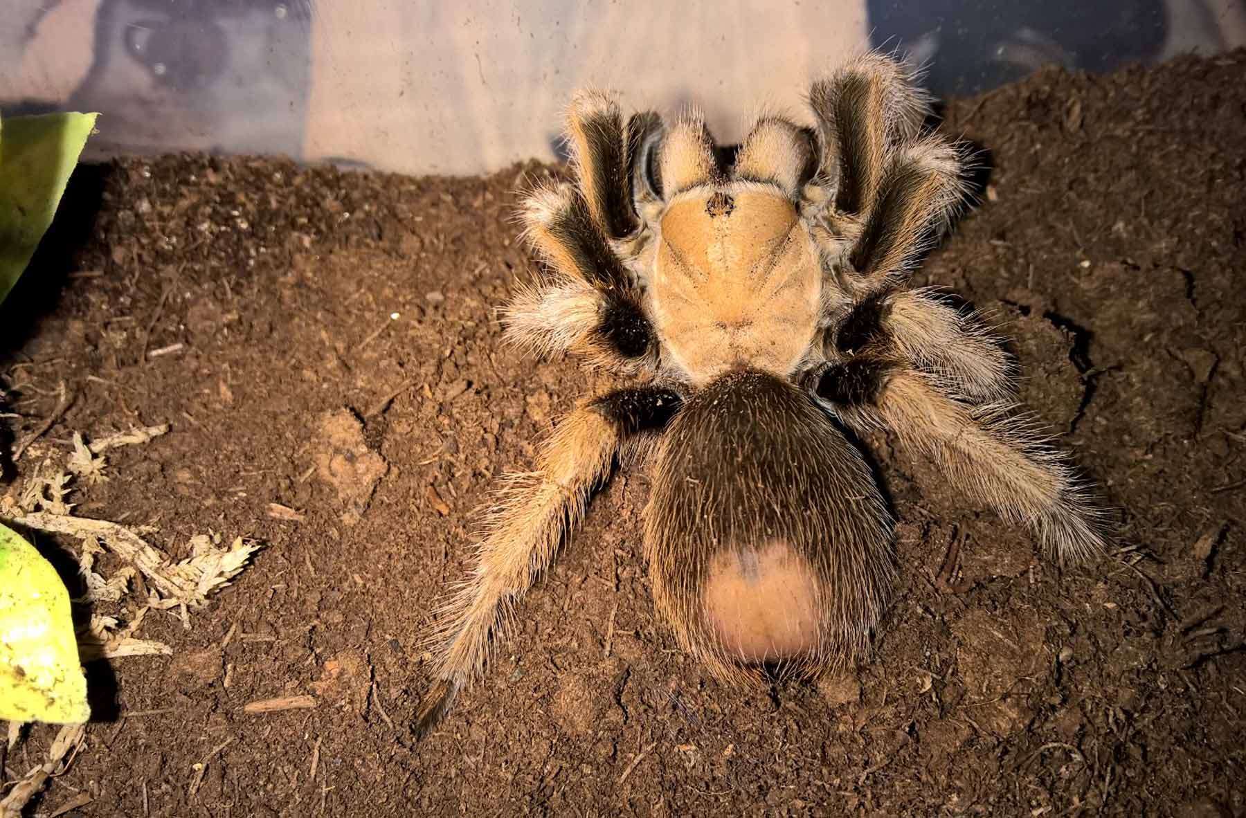 photos. Tom's Big Spiders