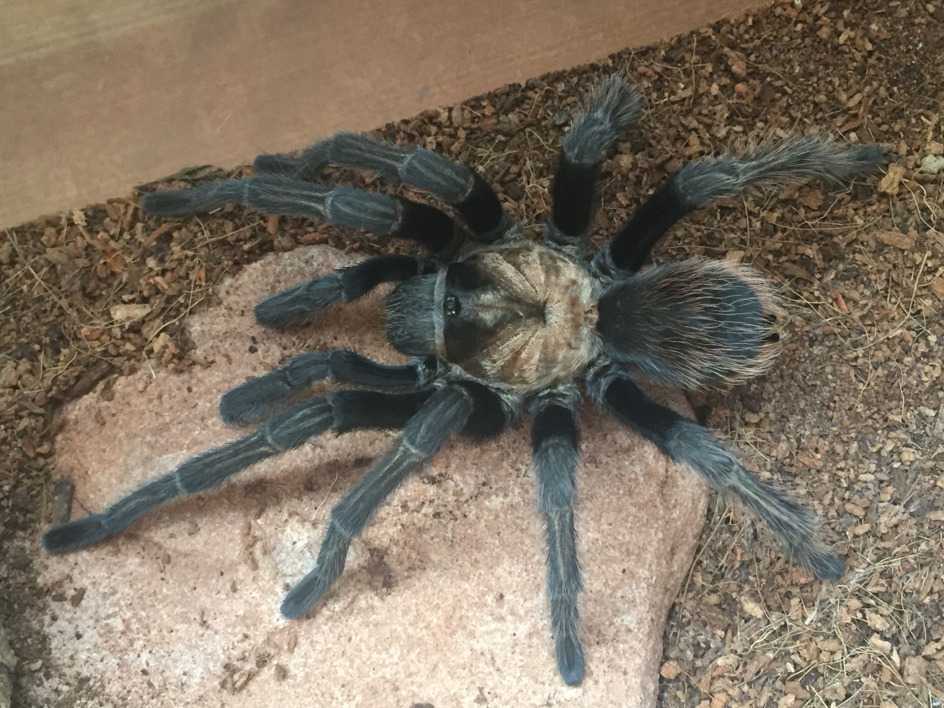 Mature male Aphnopelma Chalcodes (Arizona Blonde Tarantula) T for beginners!. Animals, Cute animals, Pets