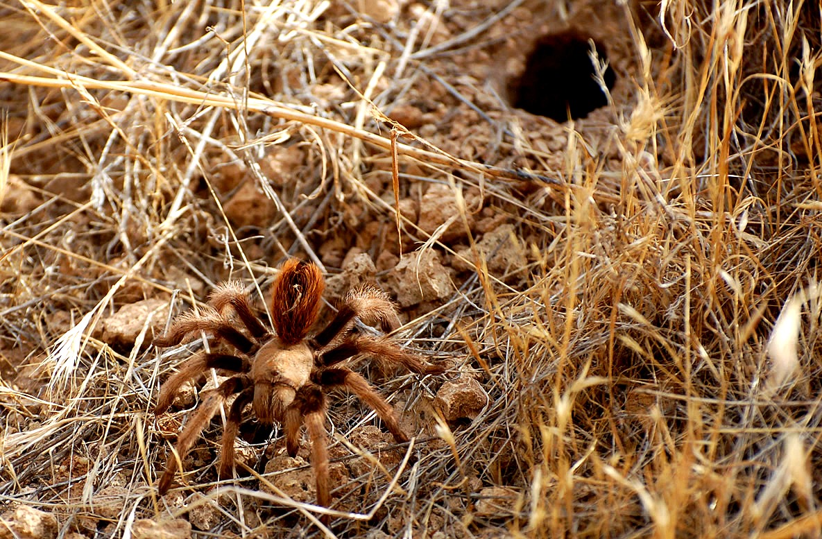 EduPic Spider Image