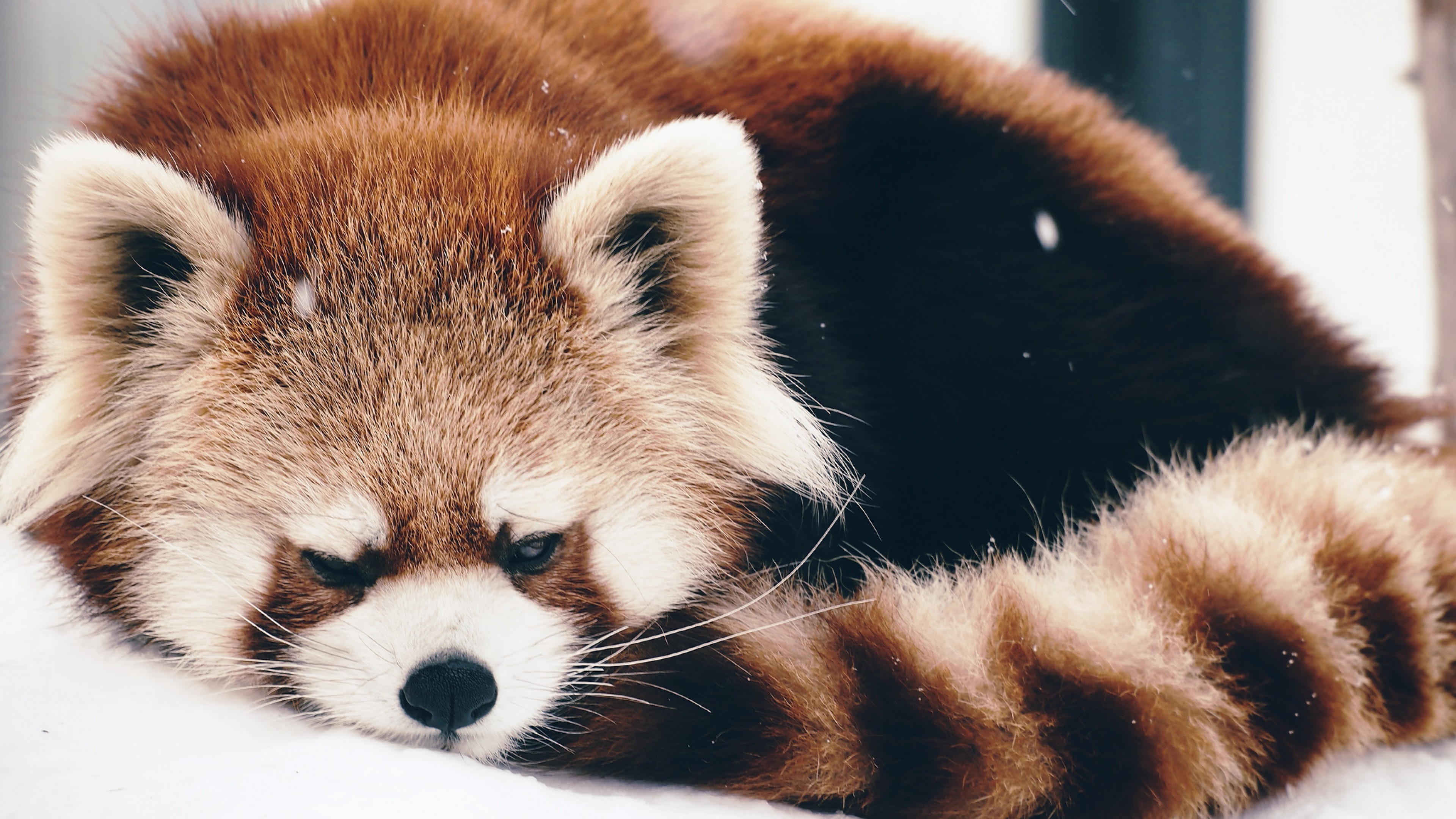 animals red panda snow Wallpaper HD / Desktop and Mobile Background