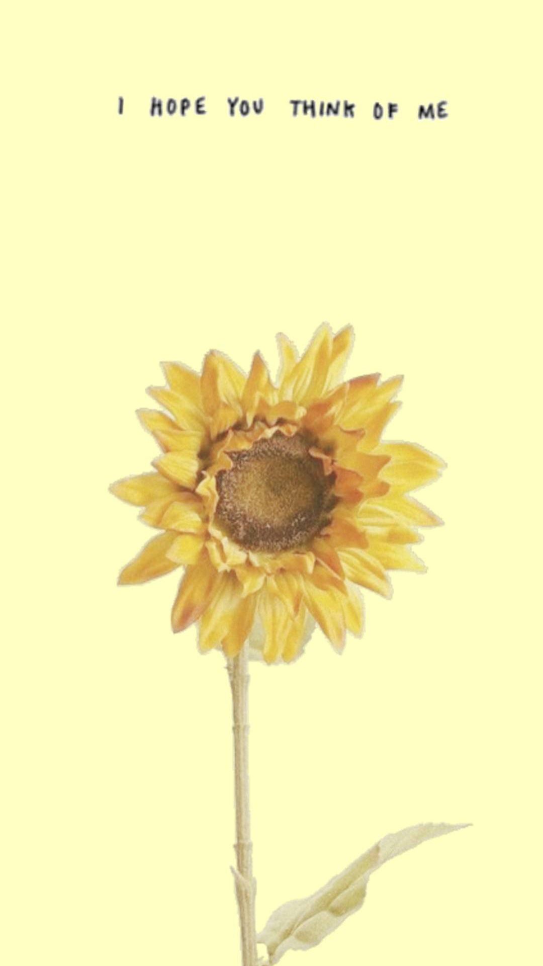 iPhone Aesthetic Sunflower Wallpaper