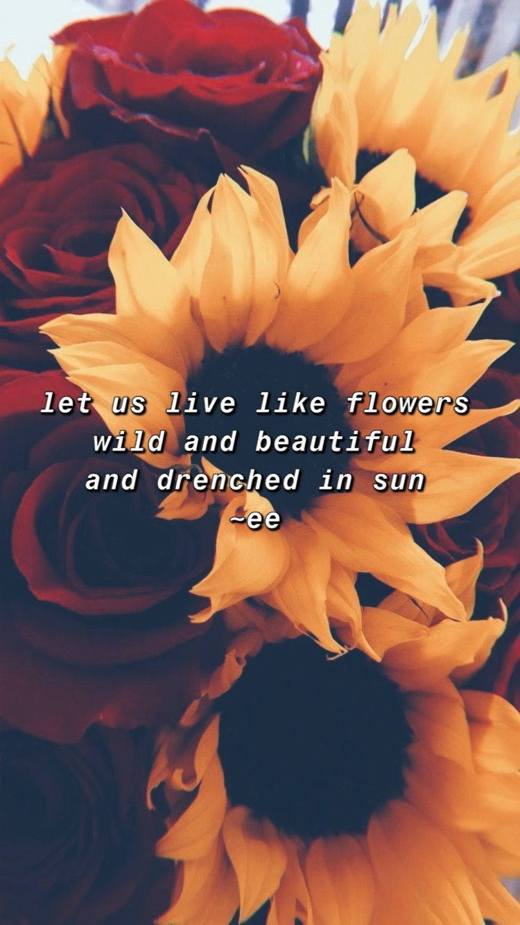 Download Sunflower And Roses Life Quotes Wallpaper