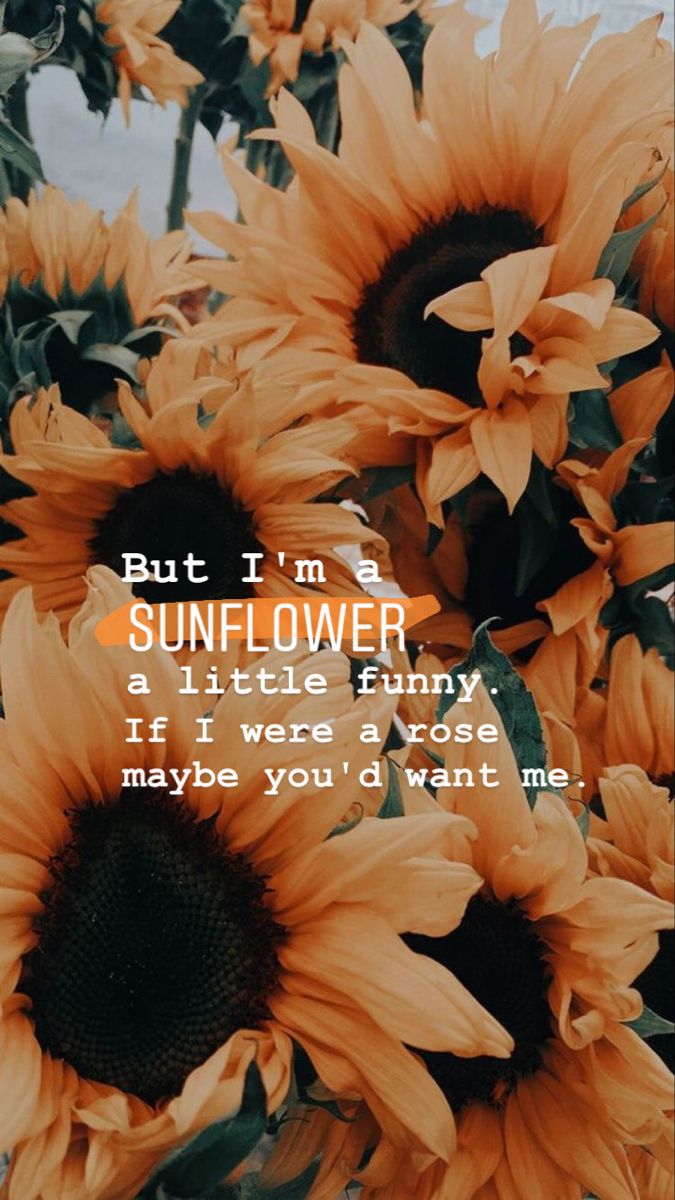 Wallpaper. Sunflower iphone wallpaper, Sunflower wallpaper, Sunflower quotes