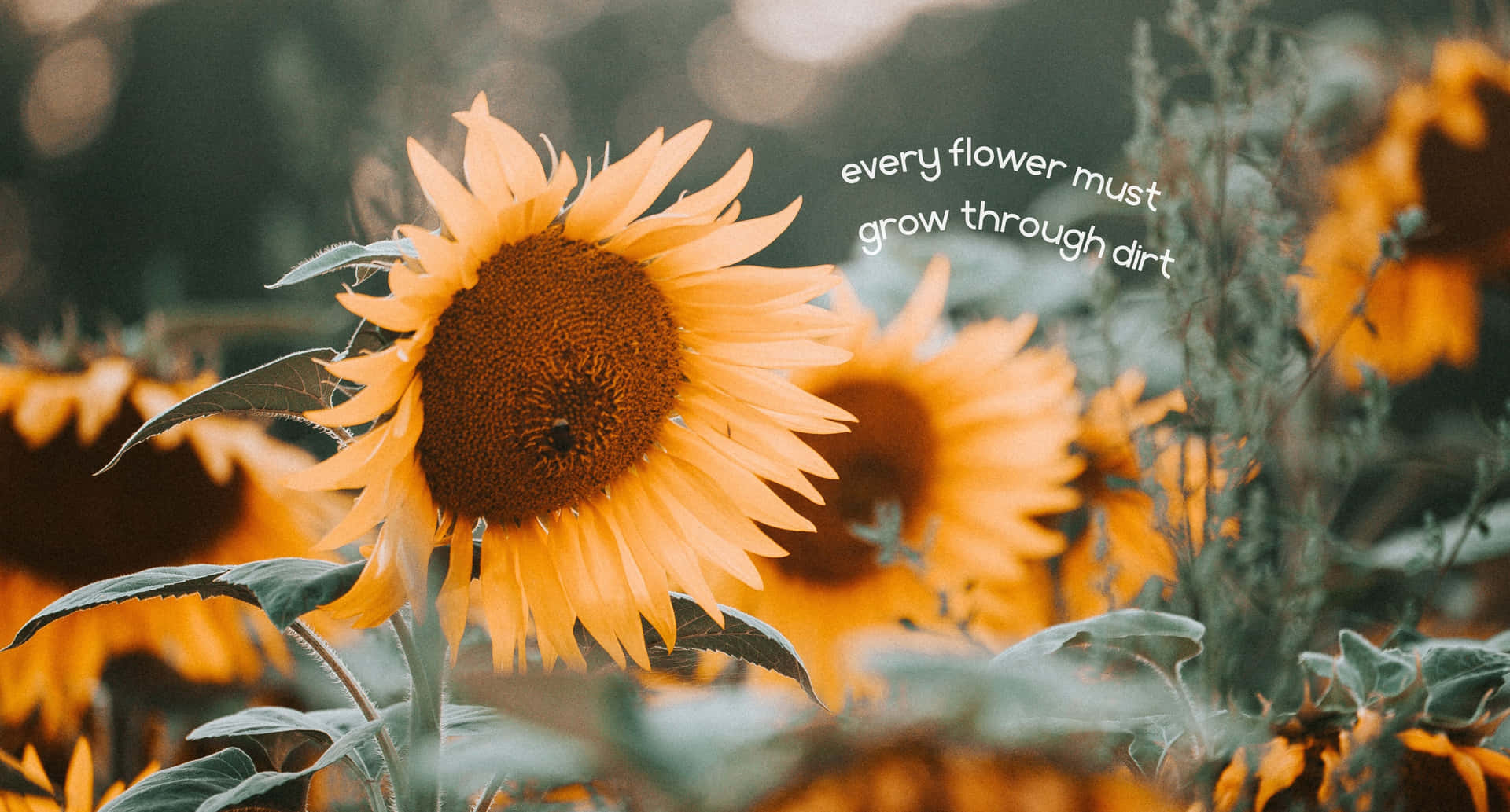 Download Sunflower Quotes Wallpaper