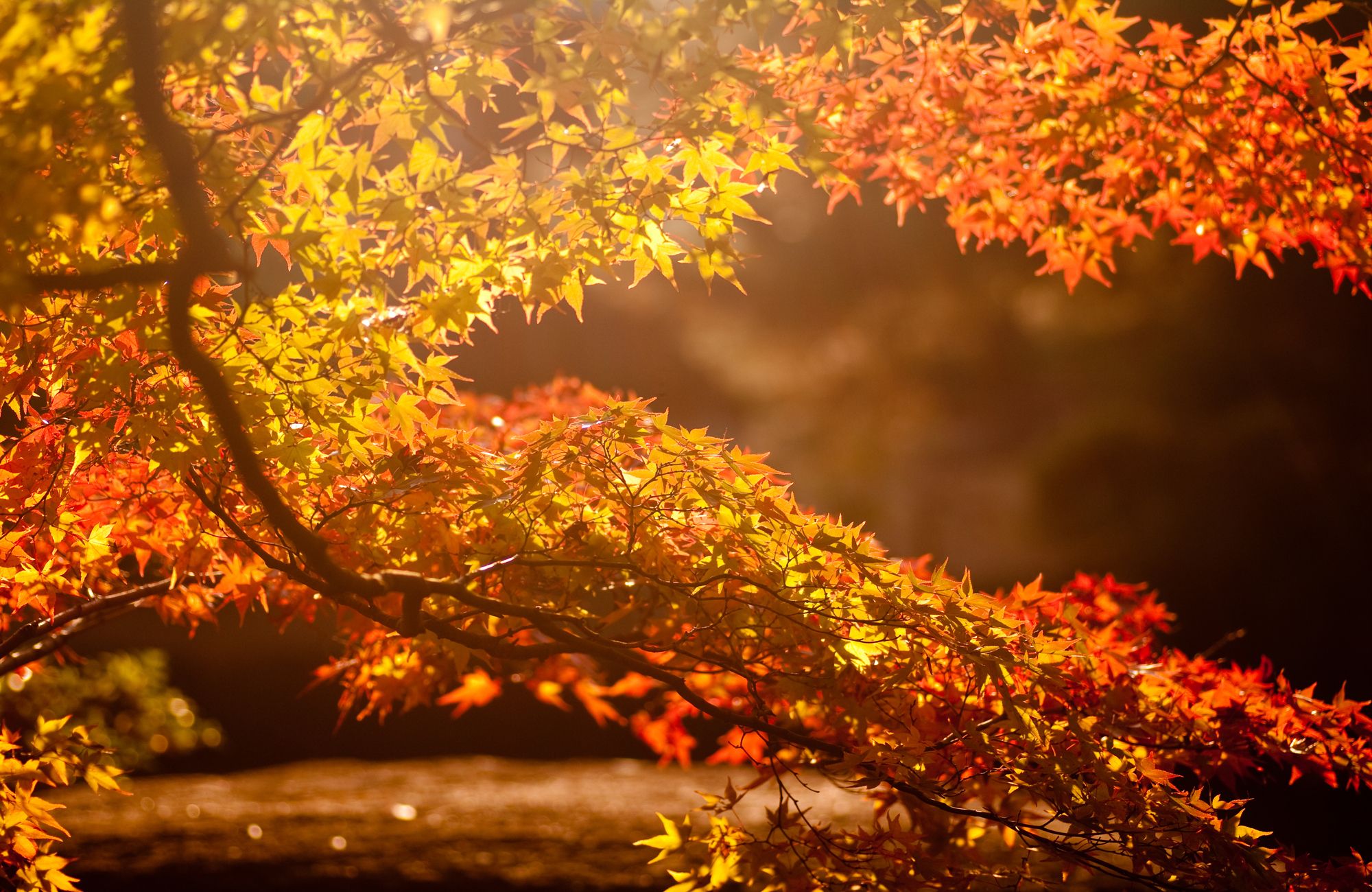 Aesthetic Warm Desktop Wallpapers - Wallpaper Cave