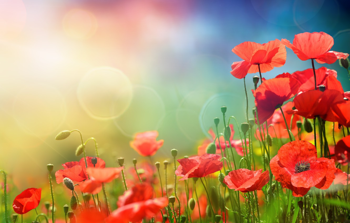 Wallpaper the sky, grass, the sun, flowers, Maki, spring, sky, flowers, spring, meadow image for desktop, section цветы
