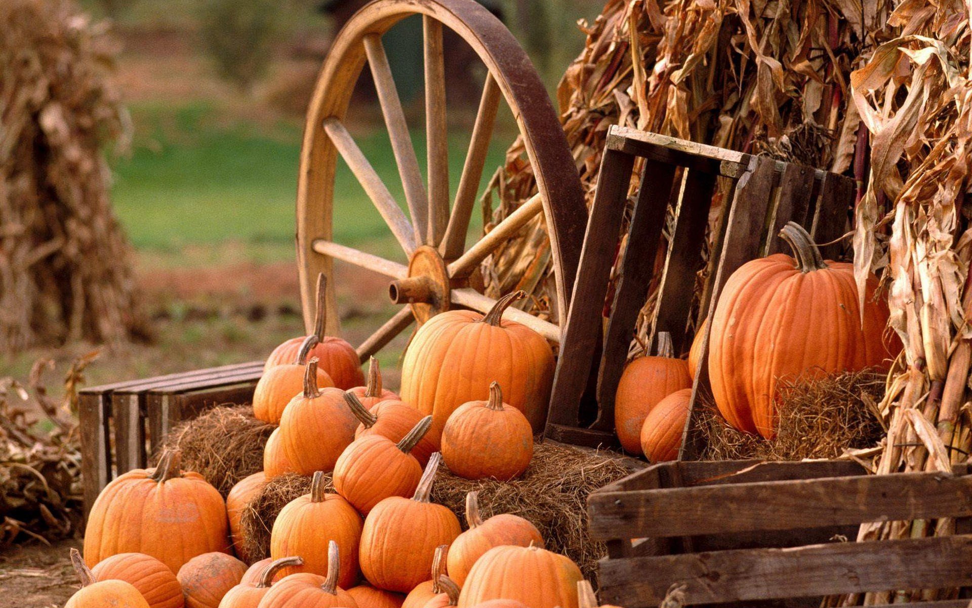 pumpkin wheels hay fall farm food Gallery HD Wallpaper