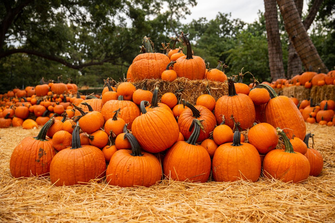 Autumn At The Arboretum And Other Top Spots For Pumpkin Fun In D FW