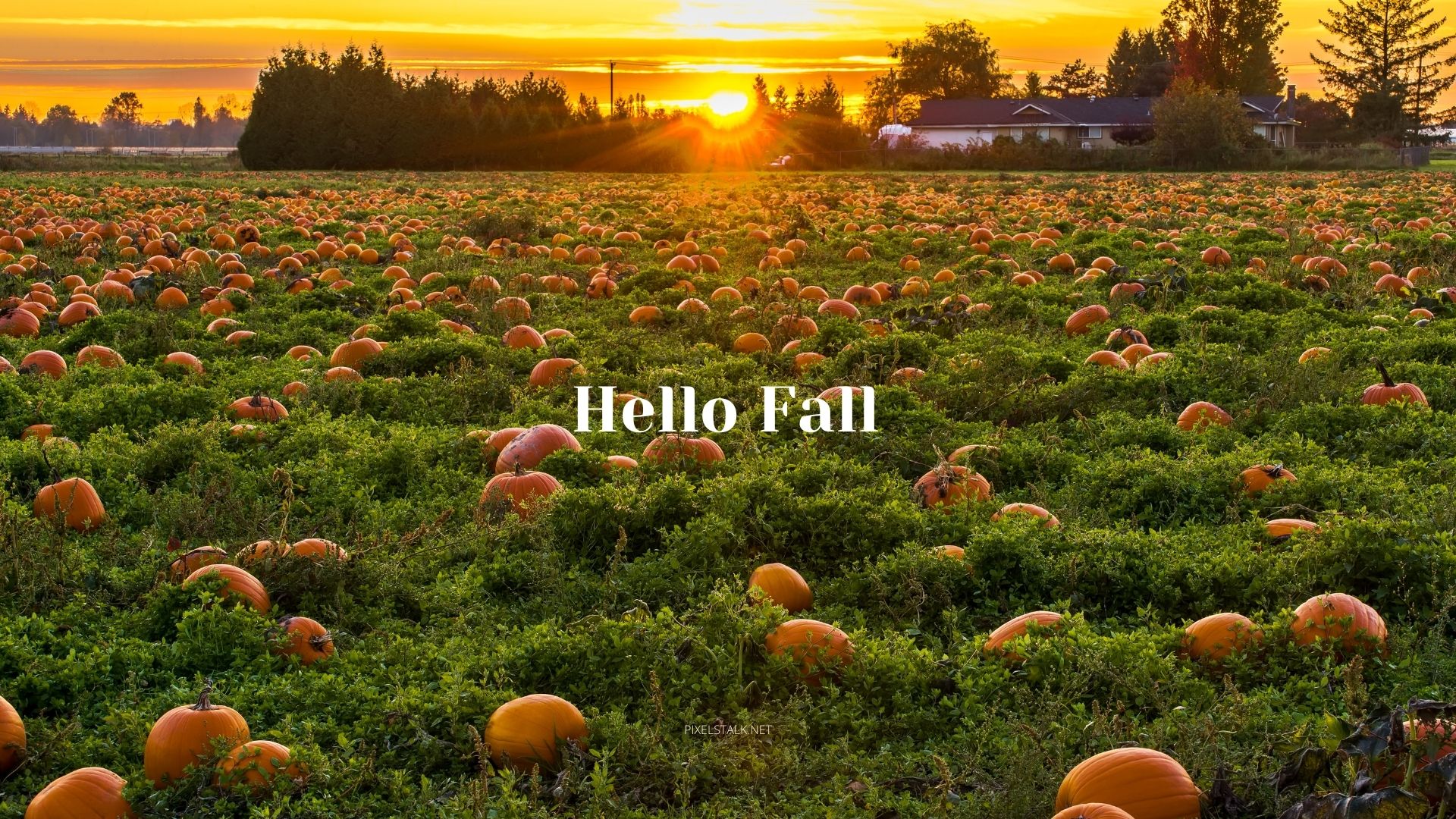 Fall Pumpkin Wallpaper Free download