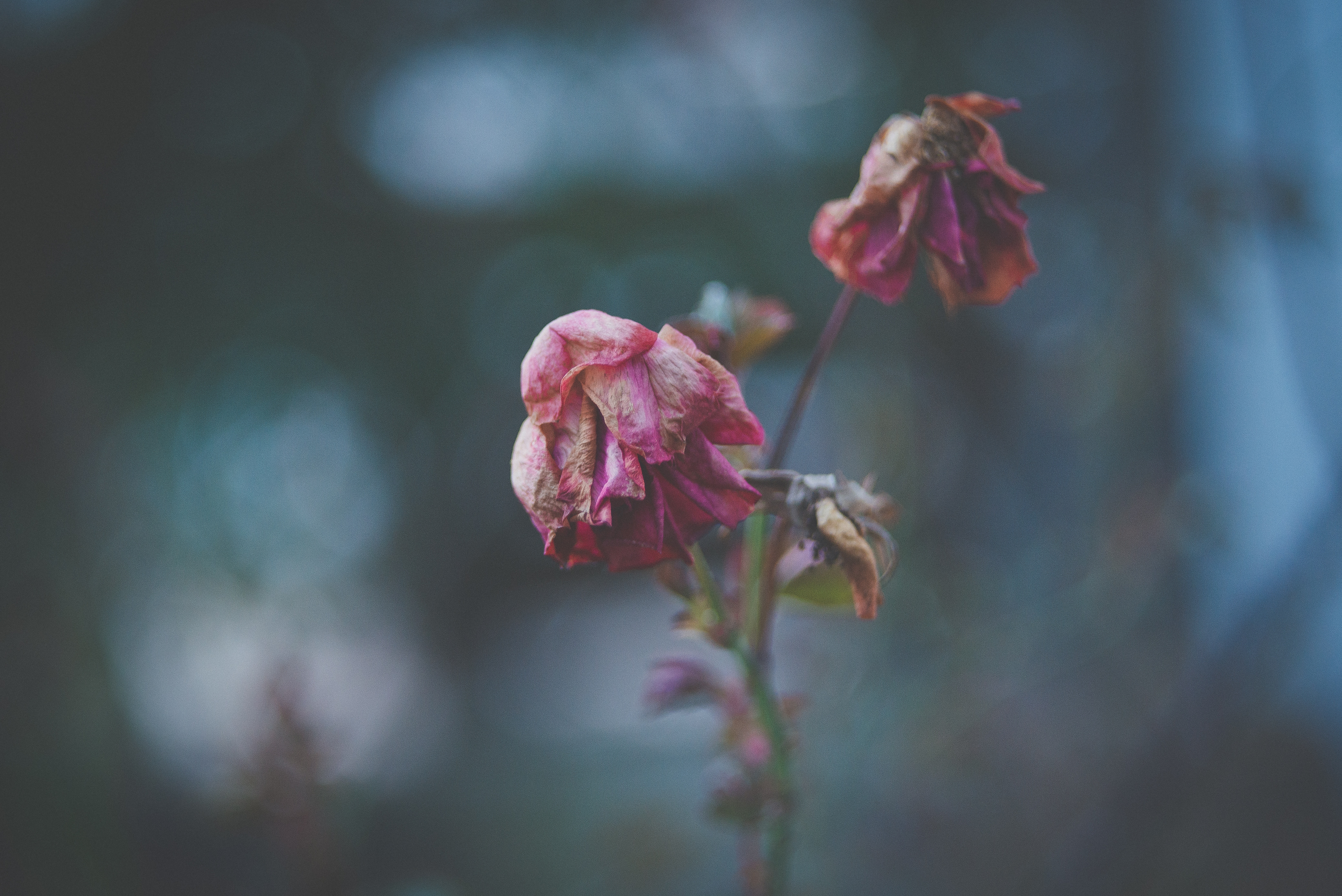 6582x4393 dead, nature, purple, life, green, automn, garden, blur, photo, rose, wilted, PNG image, dying, flower, passion, bokeh Gallery HD Wallpaper