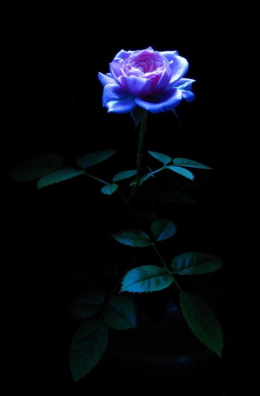 Blue rose in the dark. Glowing flowers, Flower aesthetic, Beautiful flowers