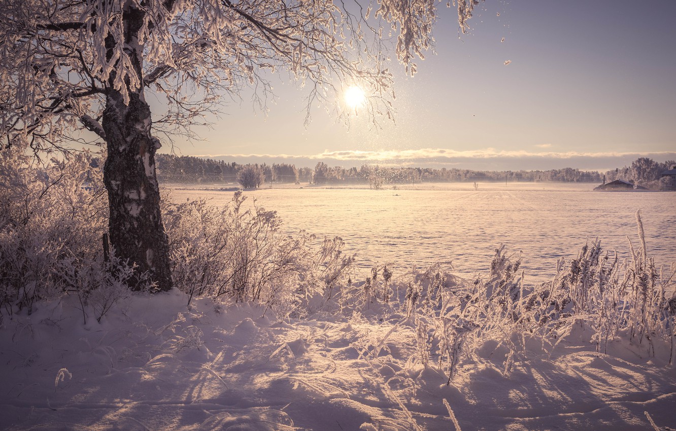 Wallpaper winter, frost, field, the sun, snow, tree, shore, morning, pond, frozen, frozen image for desktop, section пейзажи