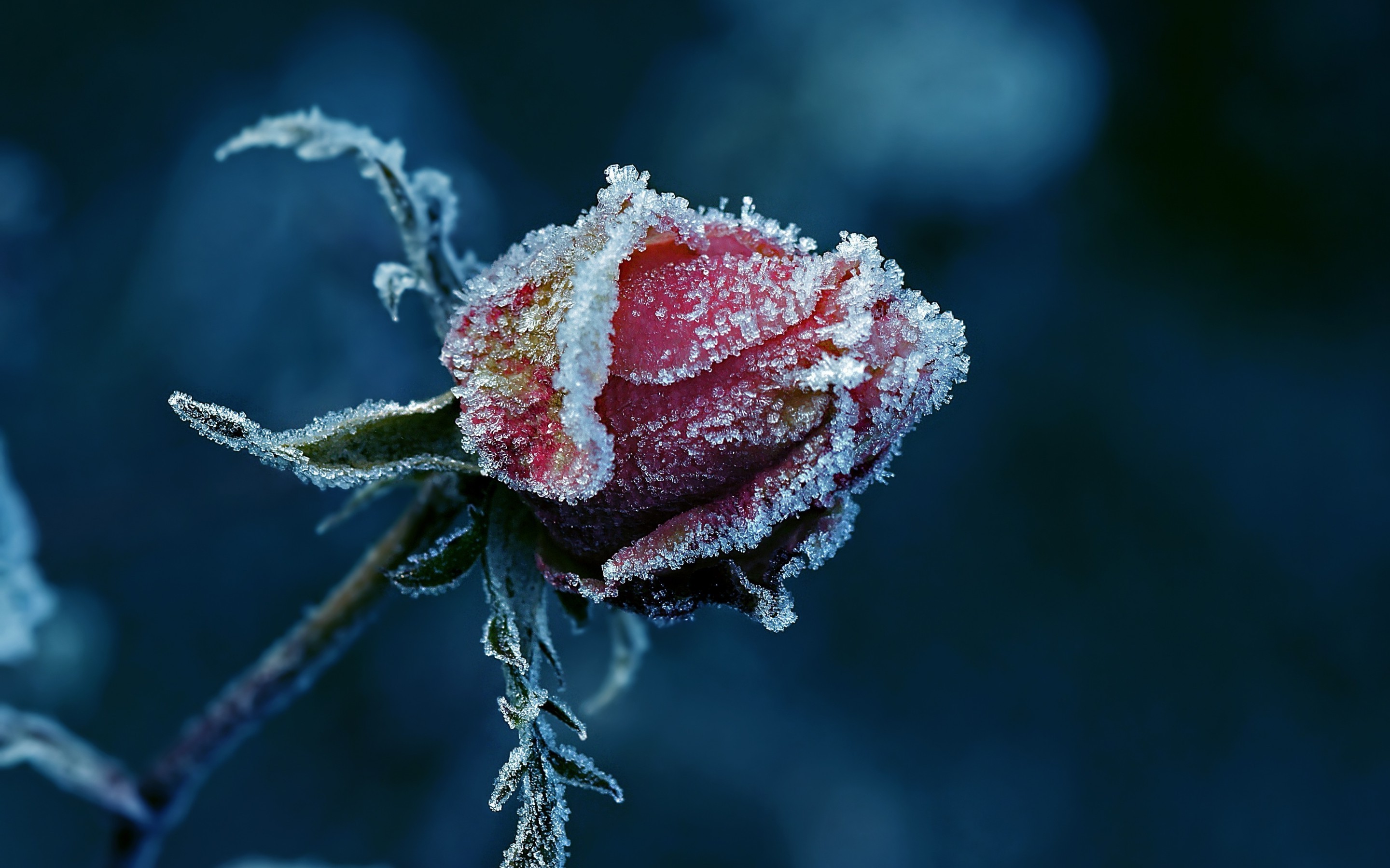 Wallpaper, 2880x1800 px, closeup, depth of field, detailed, frost, ice, leaves, macro, nature, red flowers, rose 2880x1800