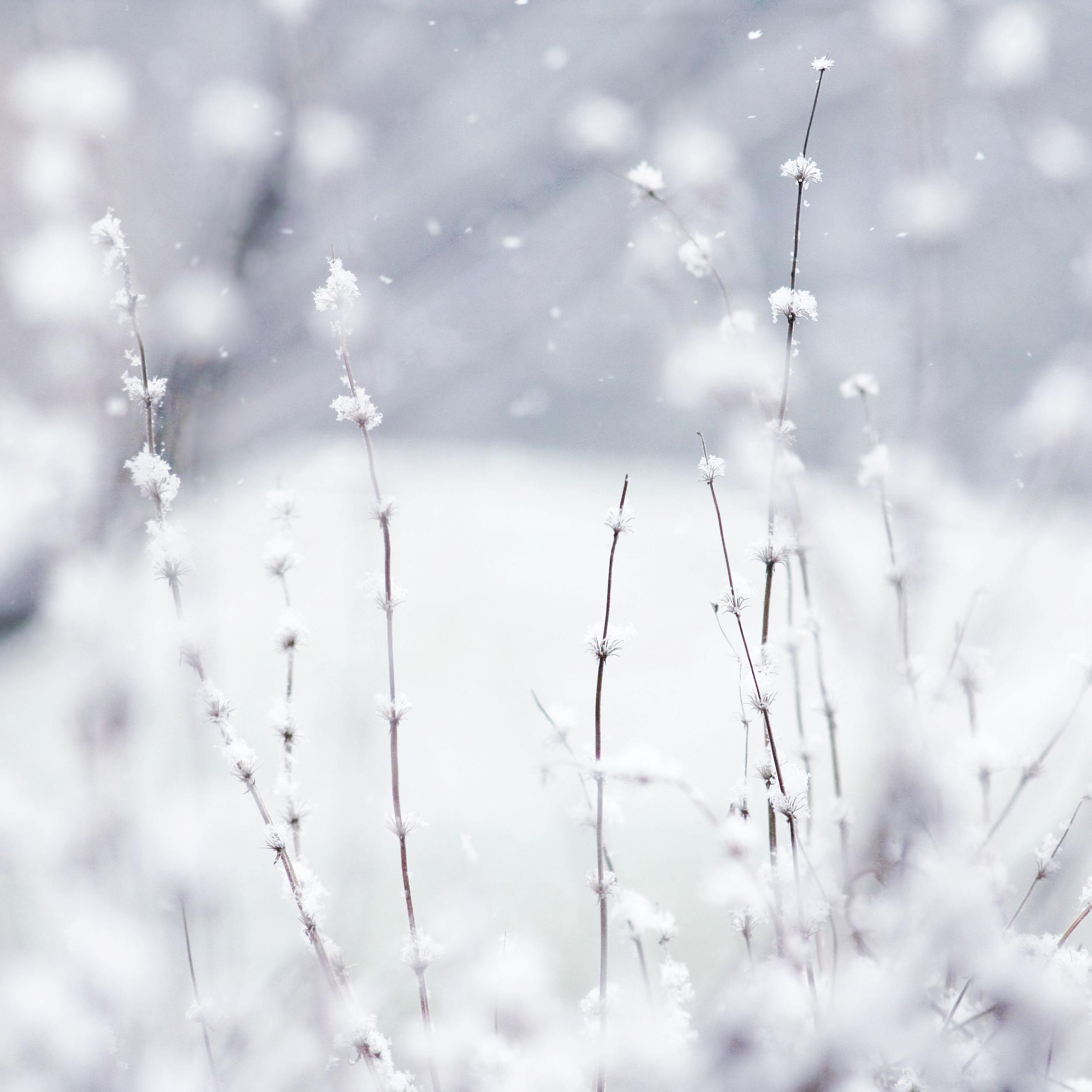 Wonderful frozen grass in the garden wallpaper winter