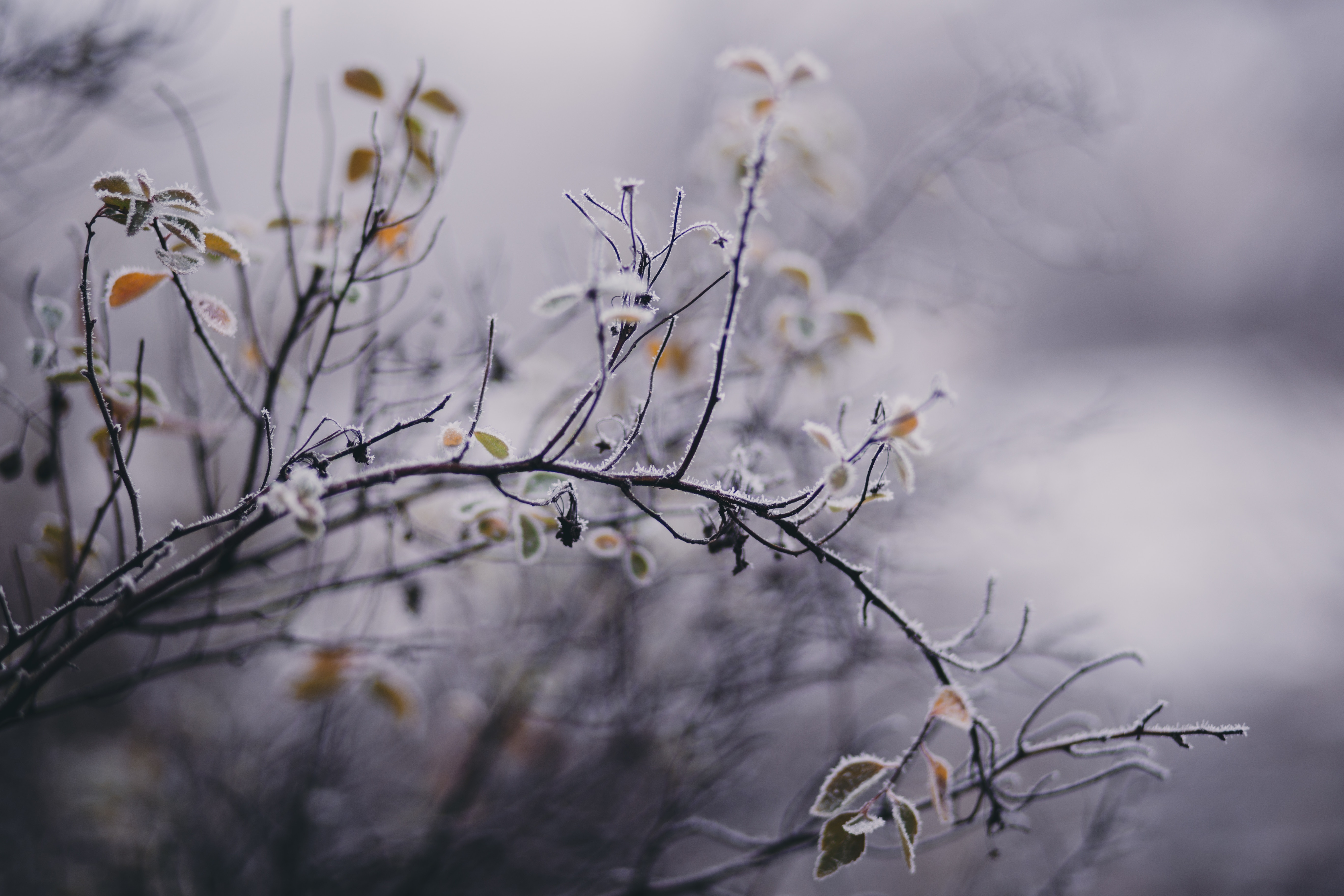 7952x5304 winter, leafe, woodland, background, wilderness, photography, frost, frozen, green, december, christmas, tree, cold, snow, brown, color, fall, wallpaper, ice, PNG image, forest Gallery HD Wallpaper