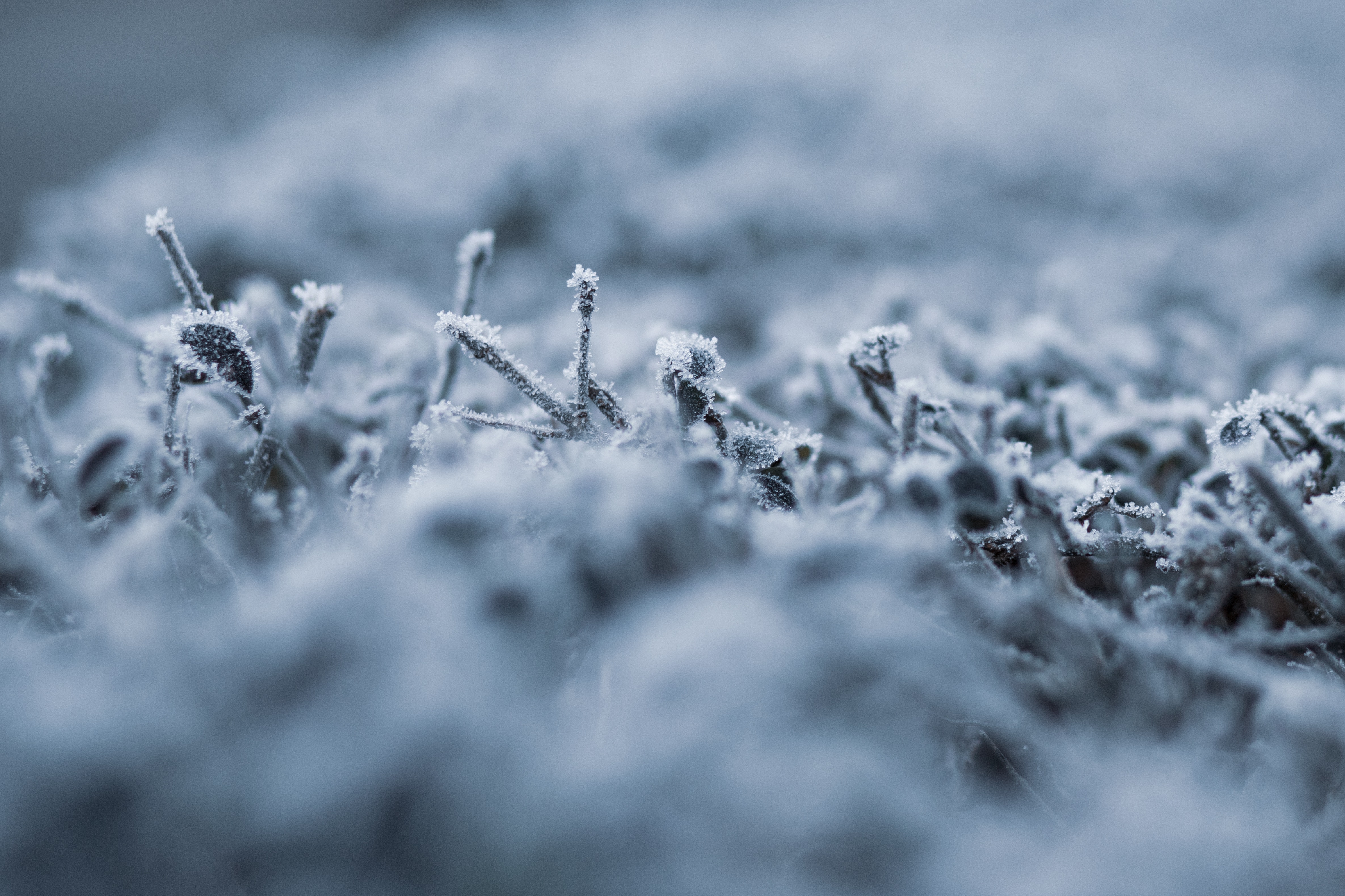 Depth of Field Photography of Ice Shards · Free
