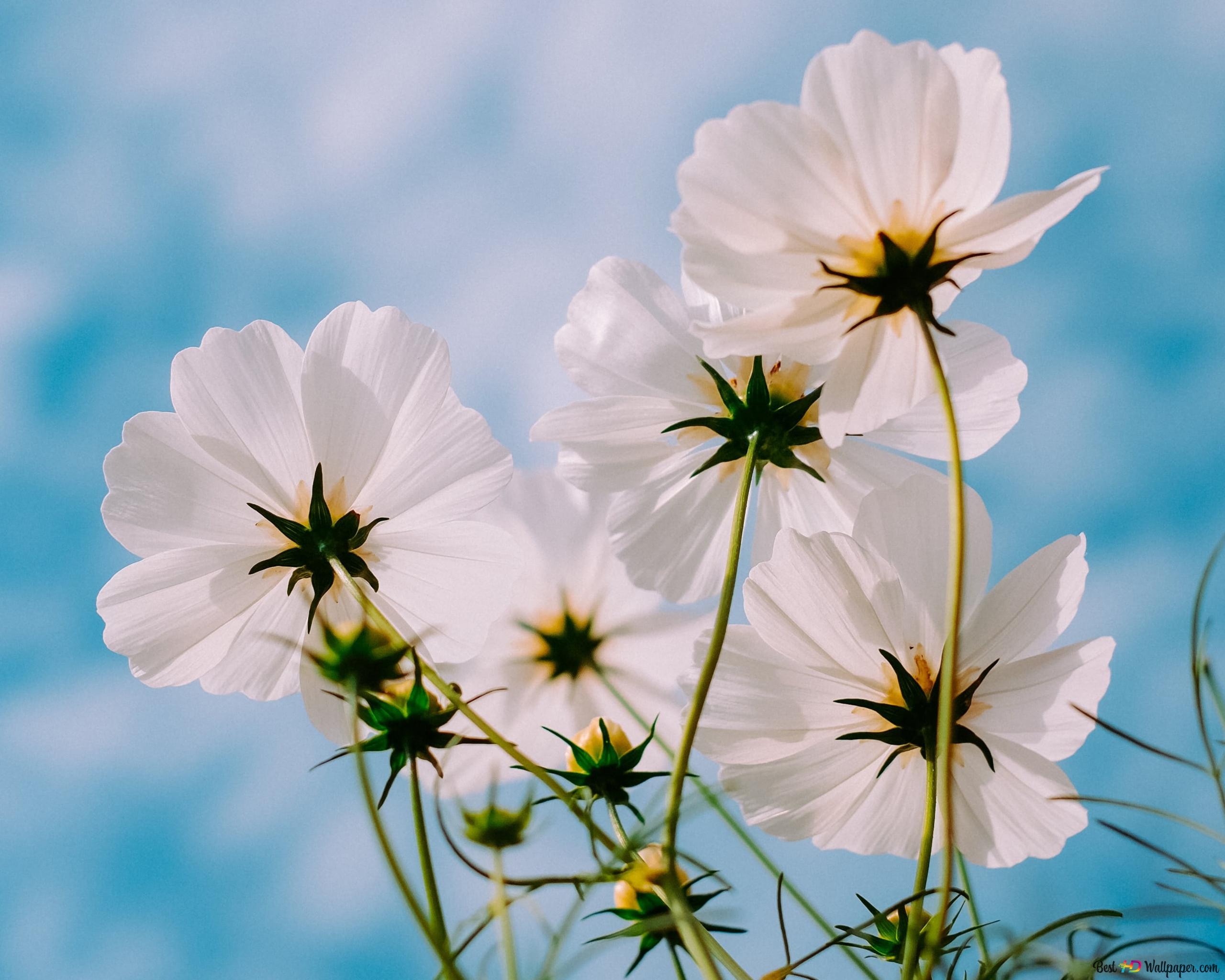 White flowers outdoors in spring 2K wallpaper download