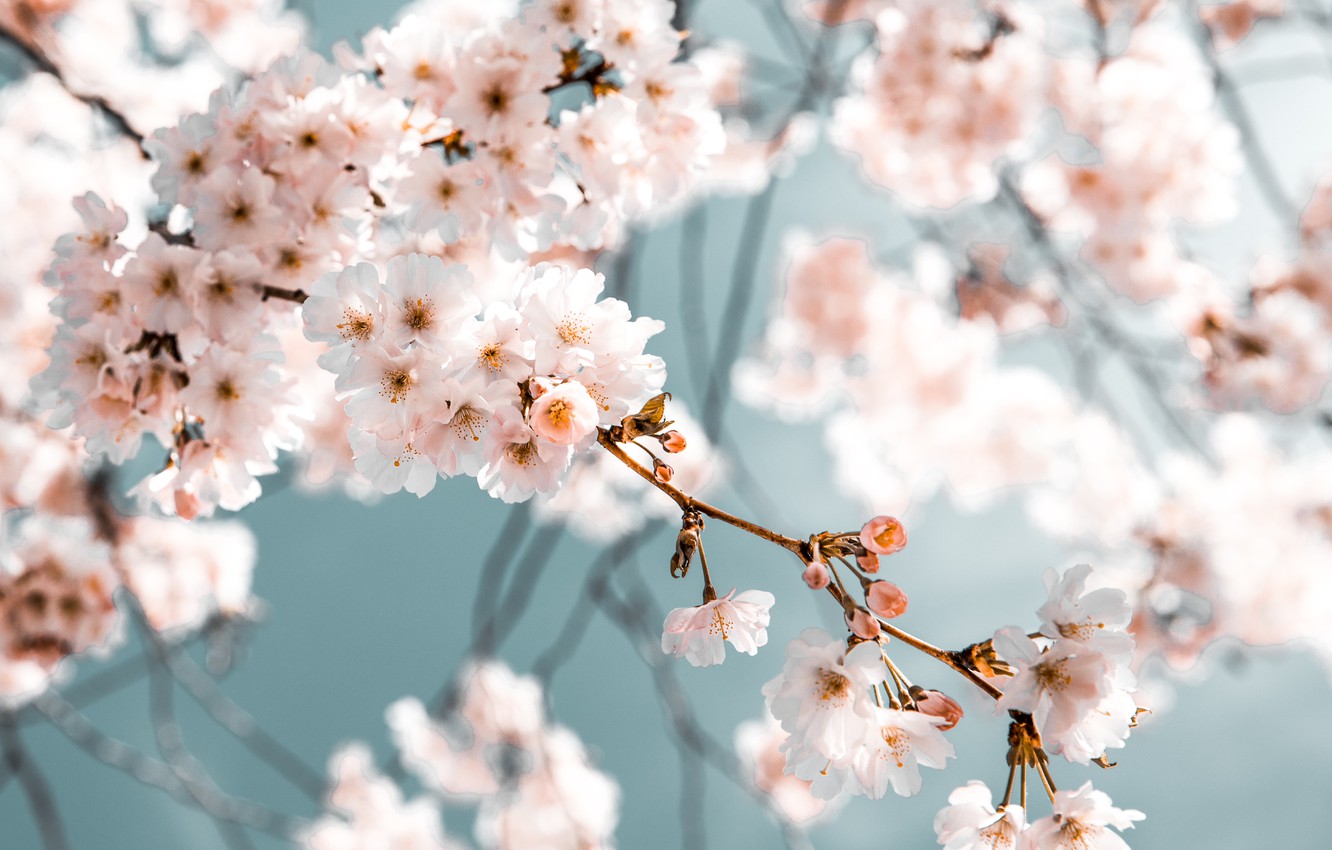 Wallpaper Flowers, Nature, Color, Spring, Flower, Leaves, Plant, Garden, Branch, Branches, Plants, Nature, Cherry, Flower, Flowers, Color image for desktop, section природа