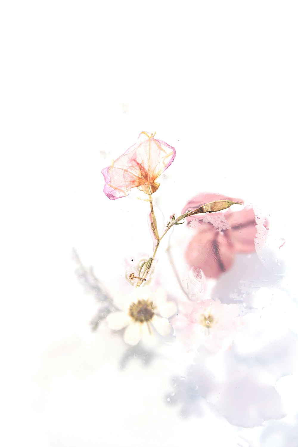 pink flowers painting photo