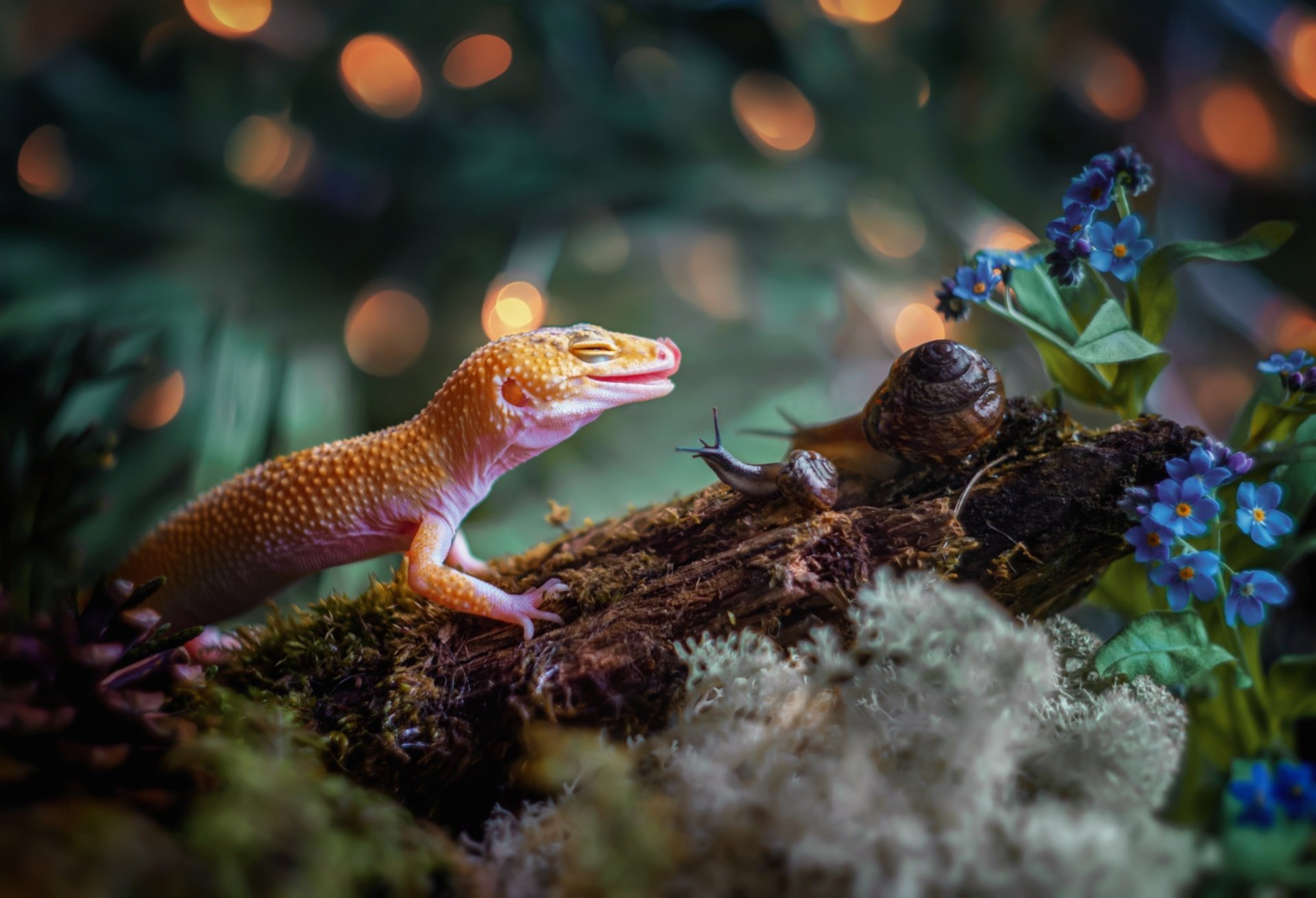 Common leopard gecko