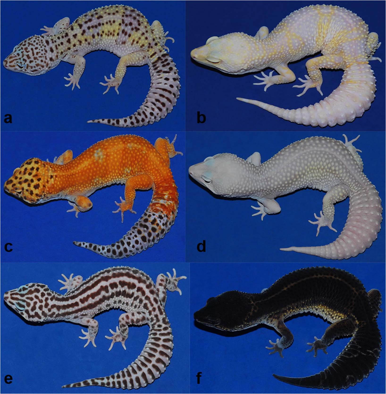 Iridophoroma associated with the Lemon Frost colour morph of the leopard gecko (Eublepharis macularius)