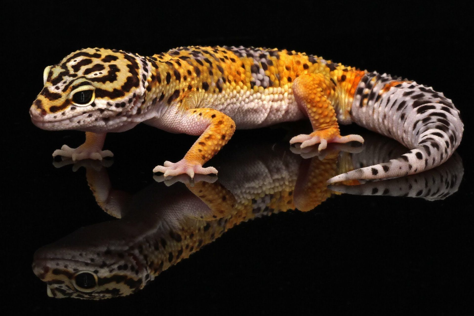 Ten Most Common Leopard Gecko Morphs. Leopard gecko morphs, Leopard gecko, Gecko