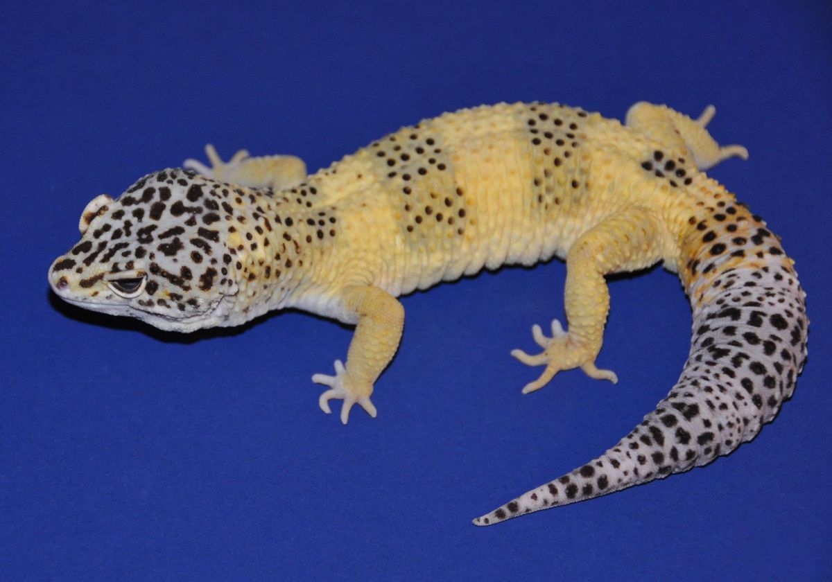 Lemon Frost” Leopard Geckos' Cancers Similar to Human Melanomas. The Scientist Magazine®