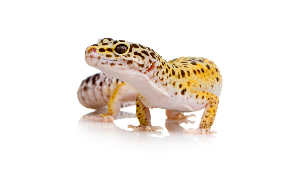 Care Sheet For Leopard Geckos