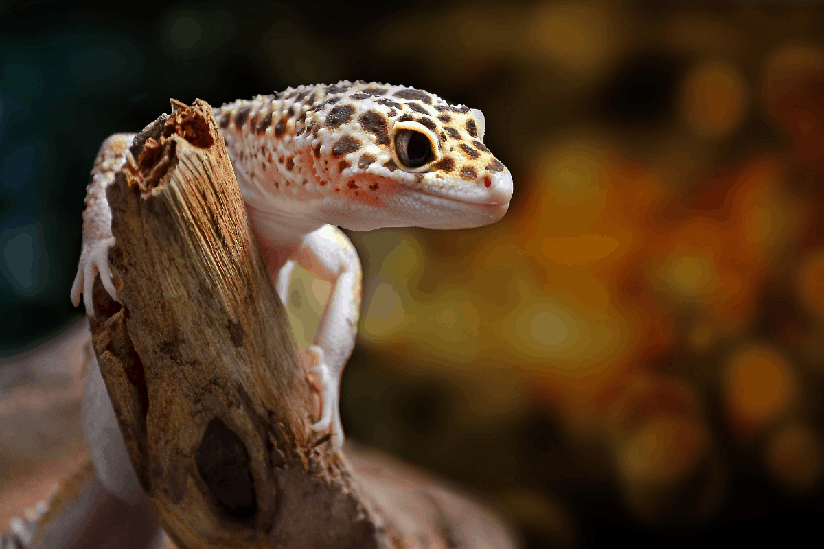 Best Leopard Gecko Morphs (With Picture)