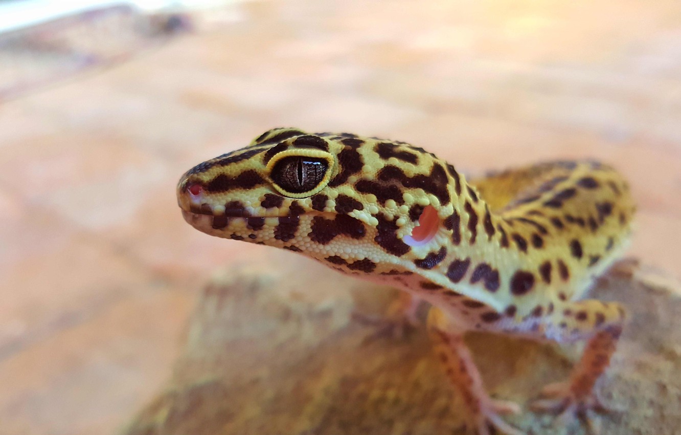 Wallpaper reptile, gecko, leopard gecko image for desktop, section животные