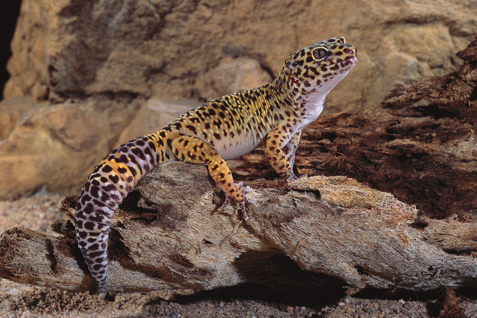 Leopard Gecko Facts: A Little Lizard With a Big Personality