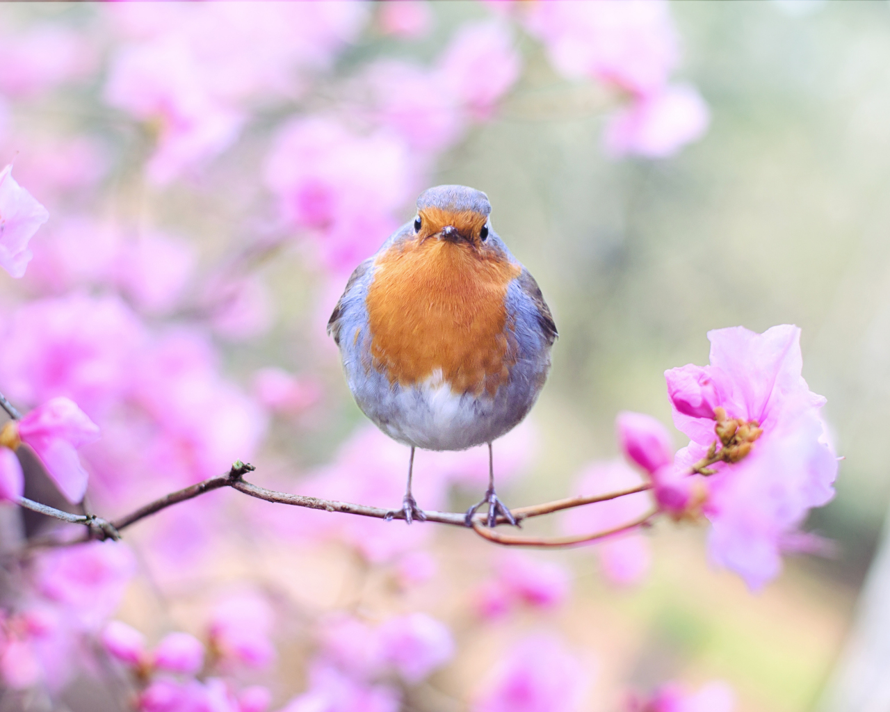 Download wallpaper 1280x1024 spring, bird, european robin, blossom, standard 5:4 fullscreen wallpaper, 1280x1024 HD background, 204