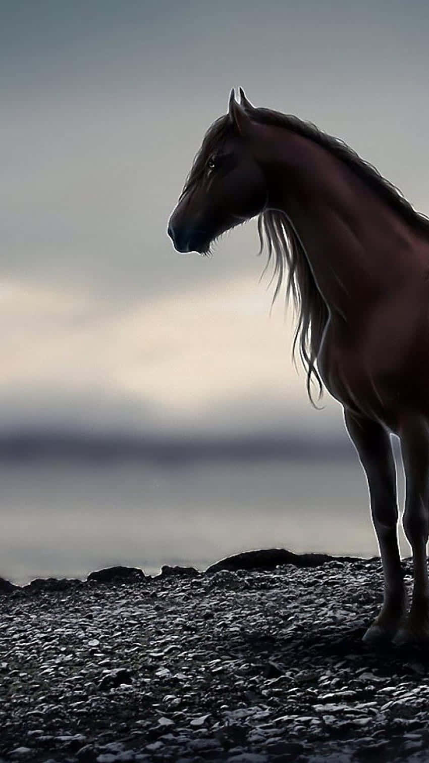 Download Beautiful Horse iPhone Wallpaper