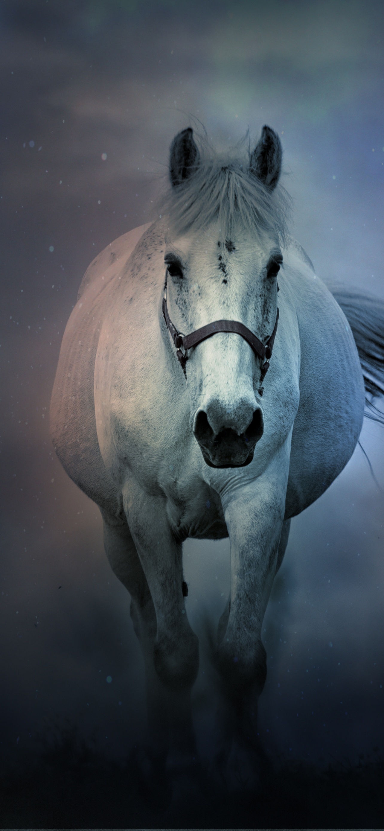 White horse Wallpaper 4K, Running Horse, Animals