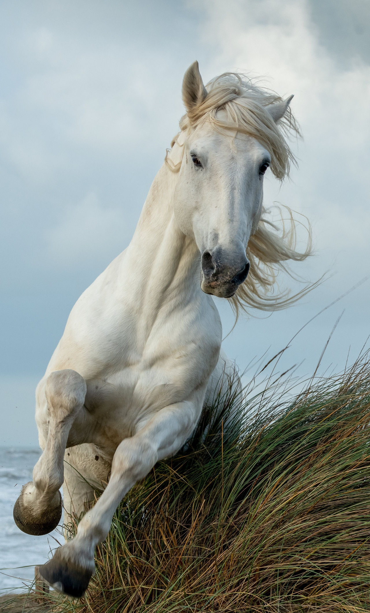 Download wallpaper 1280x2120 white horse, run, animal, iphone 6 plus, 1280x2120 HD background, 26277