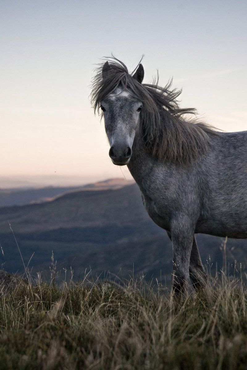 Horse iPhone HD Wallpapers - Wallpaper Cave