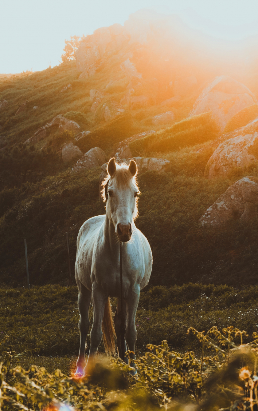 Download wallpaper 840x1336 white equus, landscape, horse, iphone 5, iphone 5s, iphone 5c, ipod touch, 840x1336 HD background, 22284
