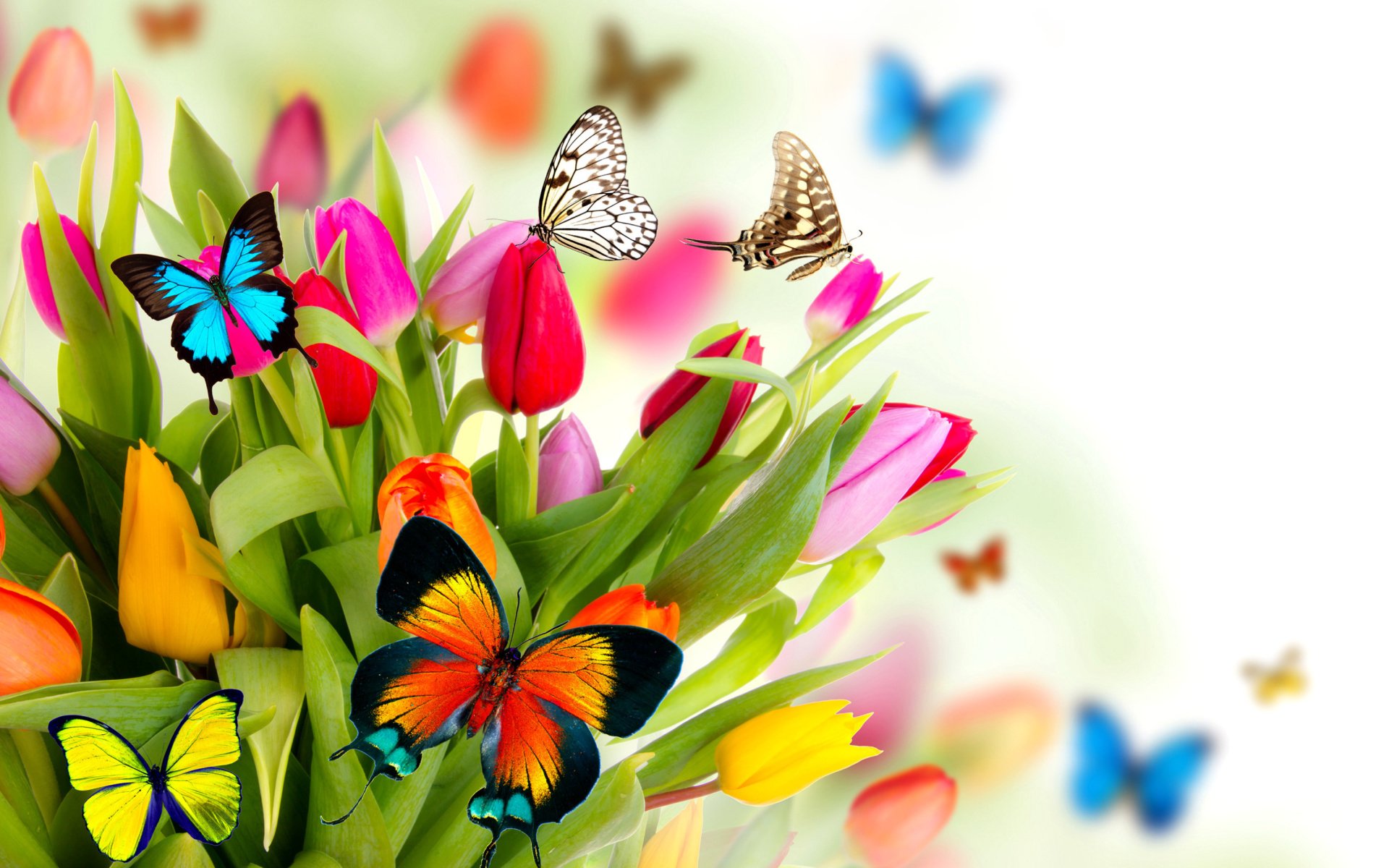 Tulips and Butterflies