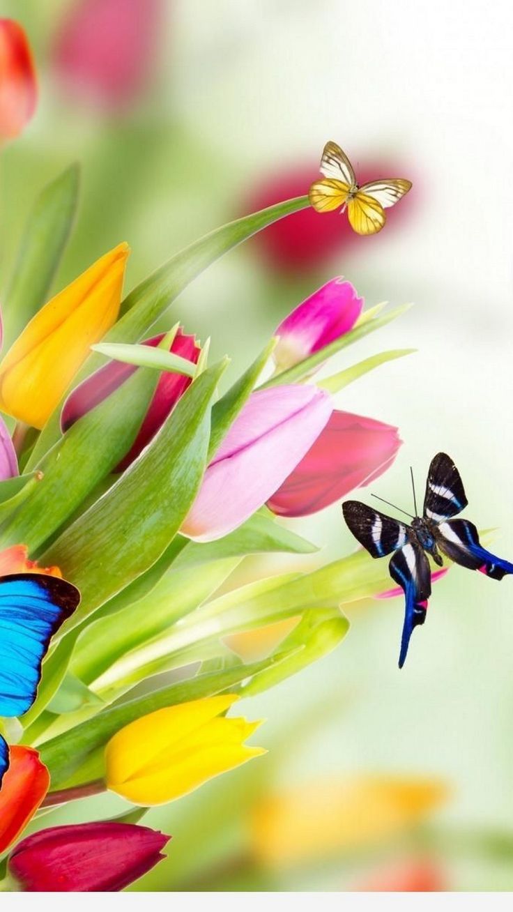 Springtime Butterfly Wallpapers - Wallpaper Cave