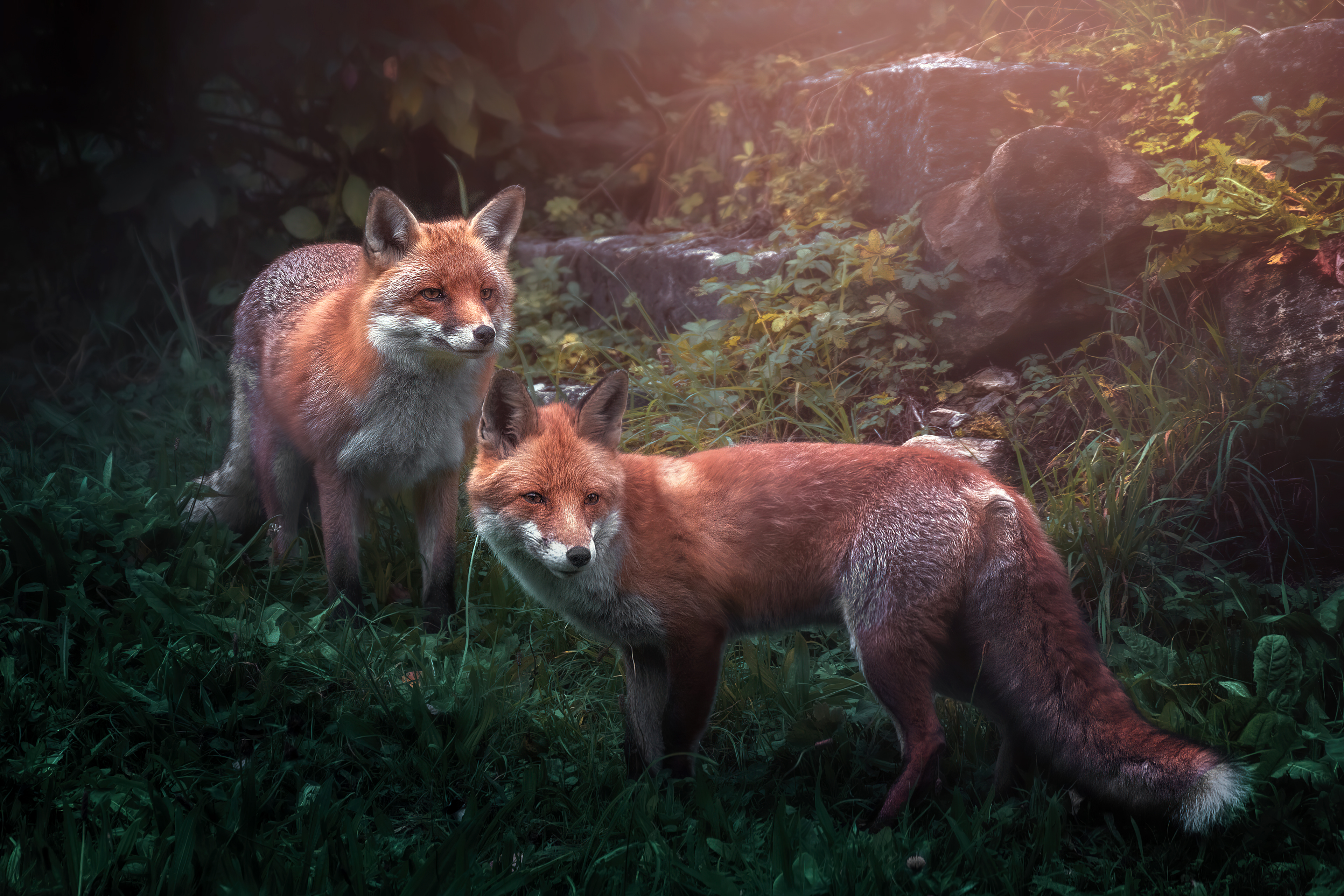 Red fox Wallpaper 4K, Wild animals, Fox pair, Animals