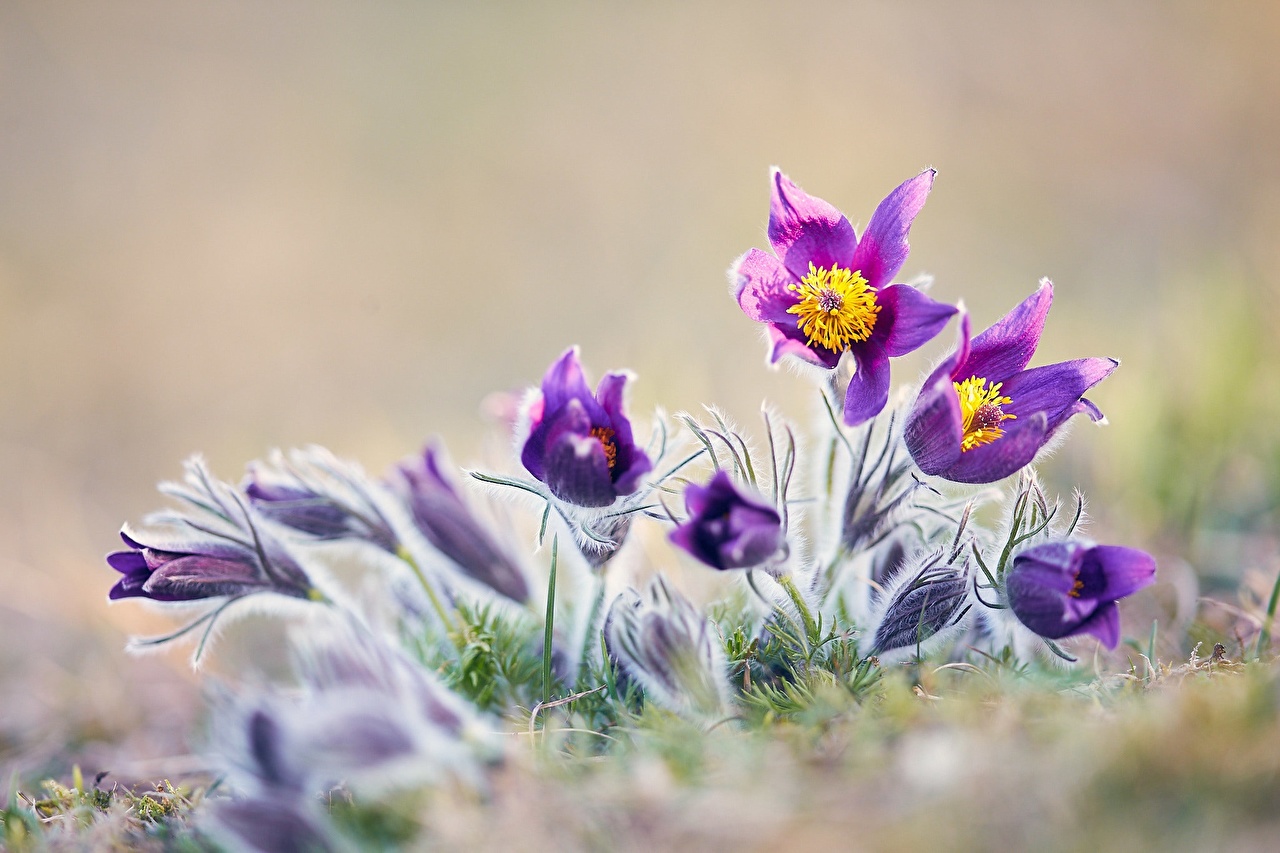 Pasque Flowers Wallpapers - Wallpaper Cave