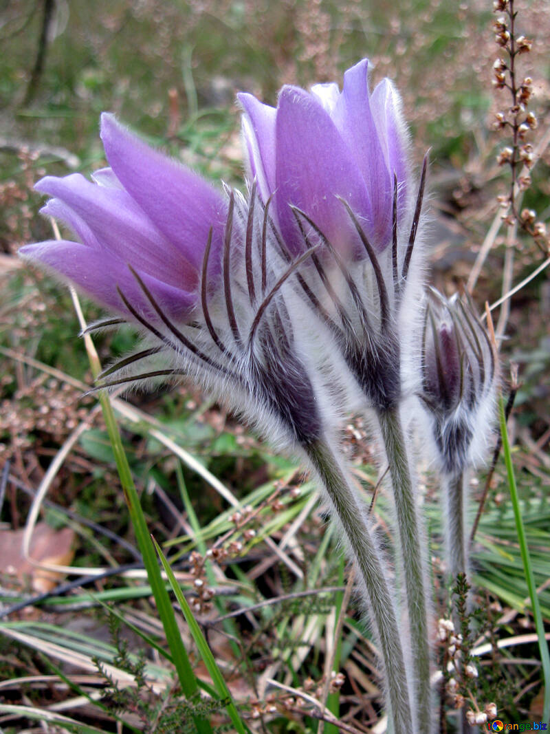 Flowers Pulsatilla Patens Image Pasque Flower Image Forest № 12647. Torange.biz Free Pics On Cc By License