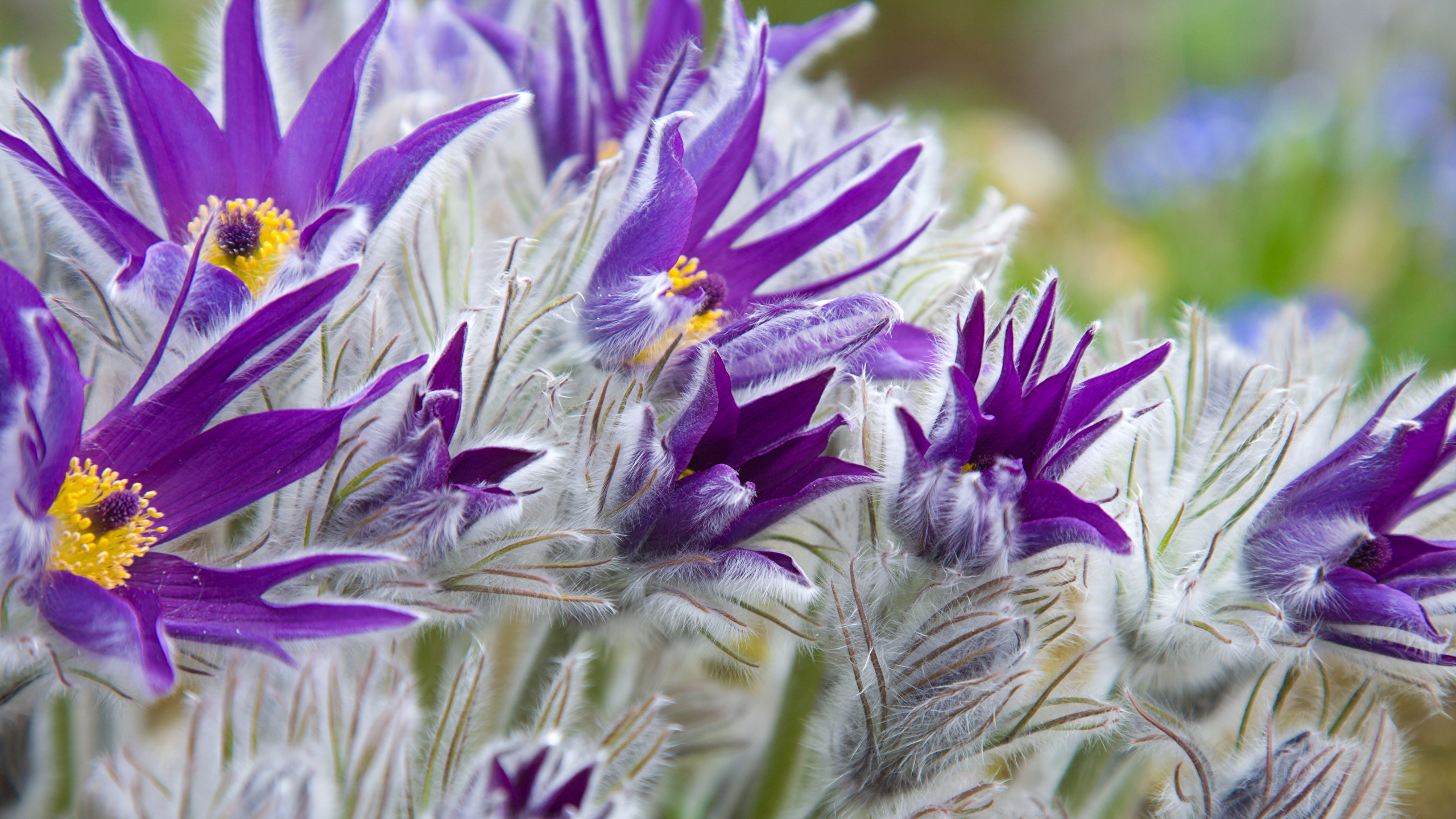 image Violet Flowers Pasque Flower Closeup Flower Bud 2560x1440