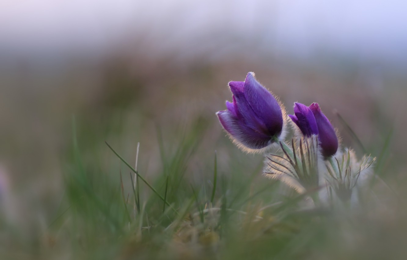 Wallpaper flower, background, spring image for desktop, section цветы