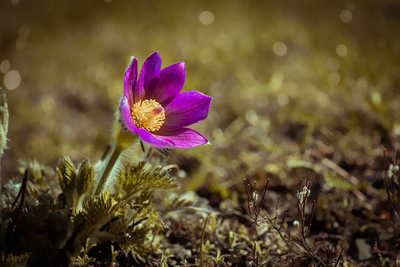 Wallpaper blurred background Violet Flowers pasque flower