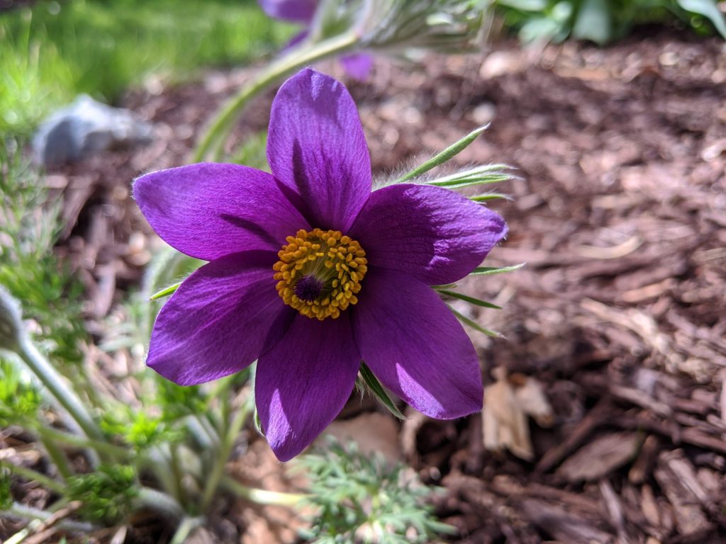 Pasque Flower Vulgaris Garden Design