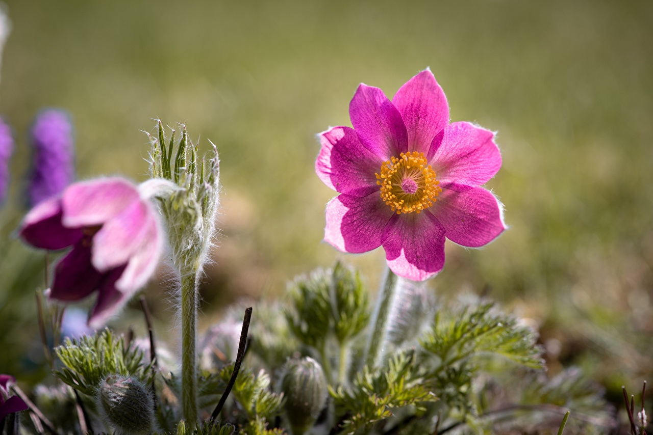 Pasque Flowers Wallpapers - Wallpaper Cave